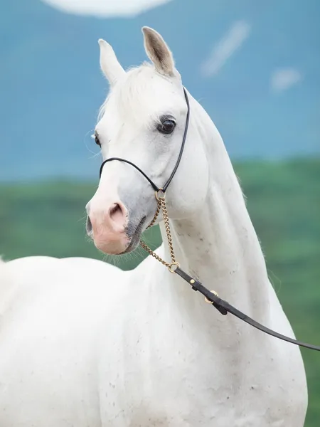 Porträtt av vita fantastiska arabian stallion — Stockfoto