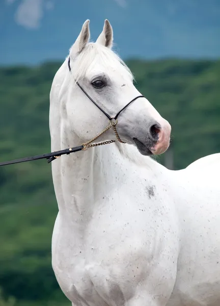 Ritratto dello stallone arabo bianco — Foto Stock