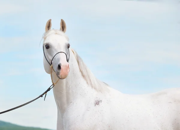 White amazing arabian stallion at sky background — Stock Photo, Image