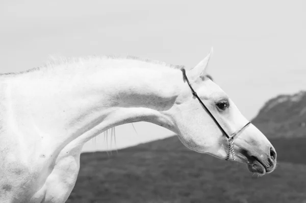 Young white show arabian stallion — Stock Photo, Image