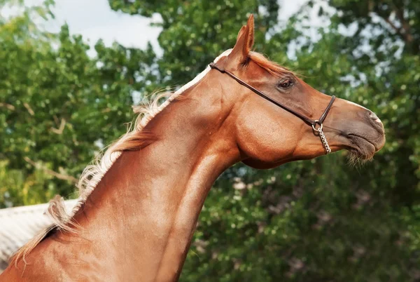 Güzel Arap kısrağı portresi — Stok fotoğraf