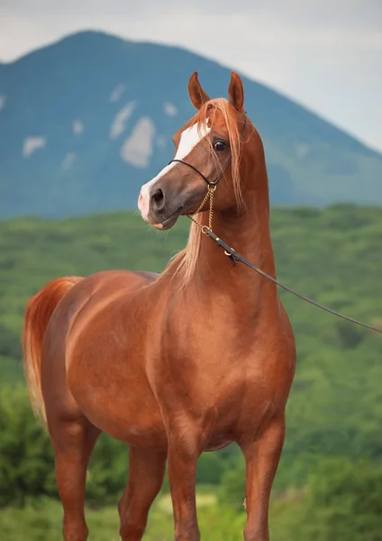 Wonderful purebred arabian chestnut stallion at mountain backg — Stock Photo, Image