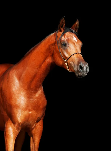 Portrait of bay arabian filly at black background — Stock Photo, Image