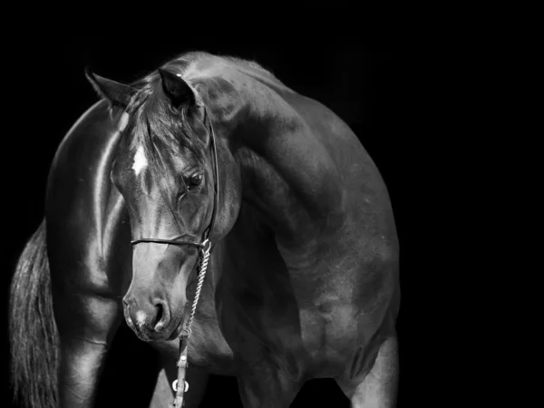 Portrait of bay arabian filly at black background — Stock Photo, Image