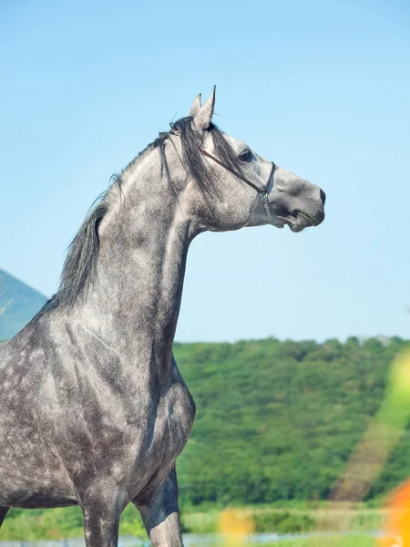 Retrato de garanhão árabe cinza — Fotografia de Stock