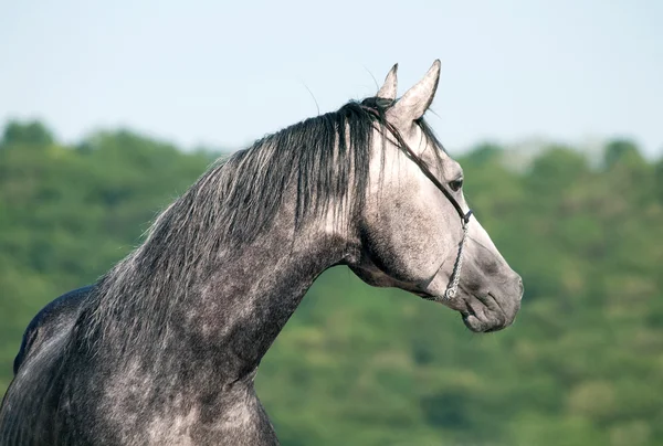 Retrato de cinza corrida cavalo árabe — Fotografia de Stock