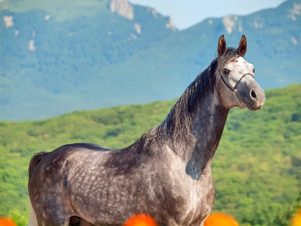 Portrait of gray arabian stallion — Stock Photo, Image