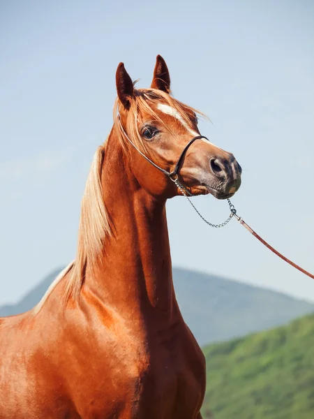 Portrait of young sorrel horse — Stock Photo, Image