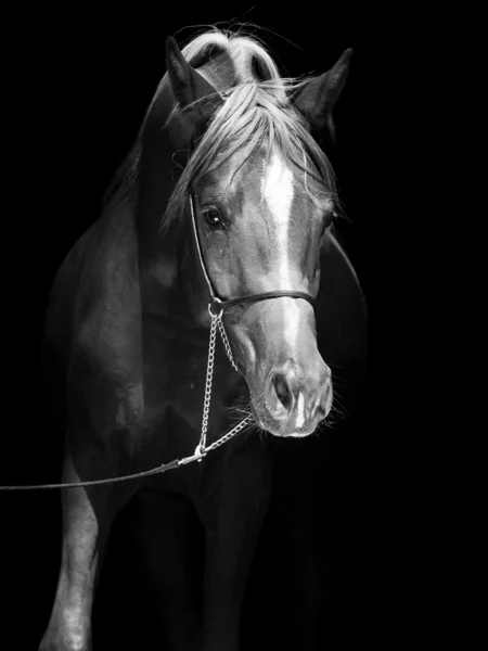Portrait of arabian colt at black background — Stock Photo, Image