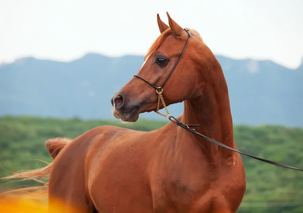 Portrait de belle orignal arabe . — Photo