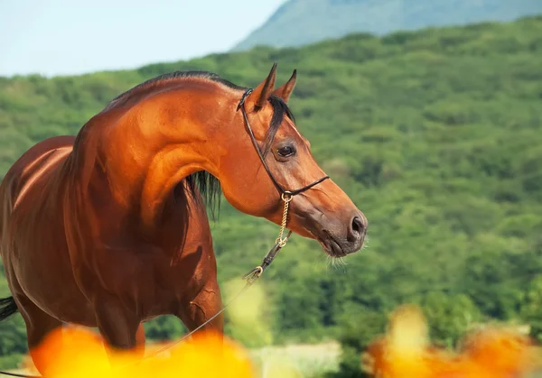 Bay beautiful arab at mountain background — Stock Photo, Image