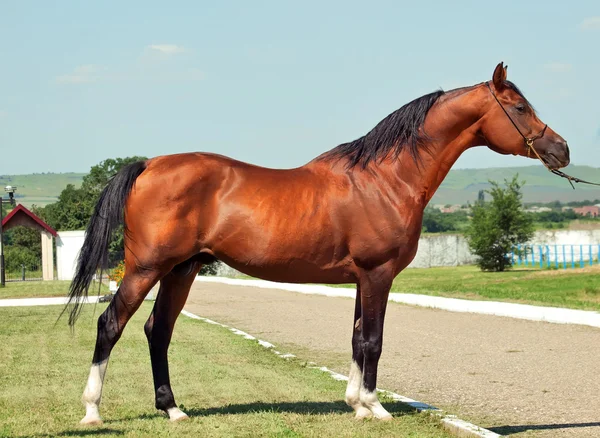 Exterior of bay arabian stallion — Stock Photo, Image