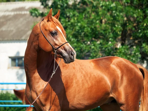 Mooie sorrel jonge Arabische. — Stockfoto