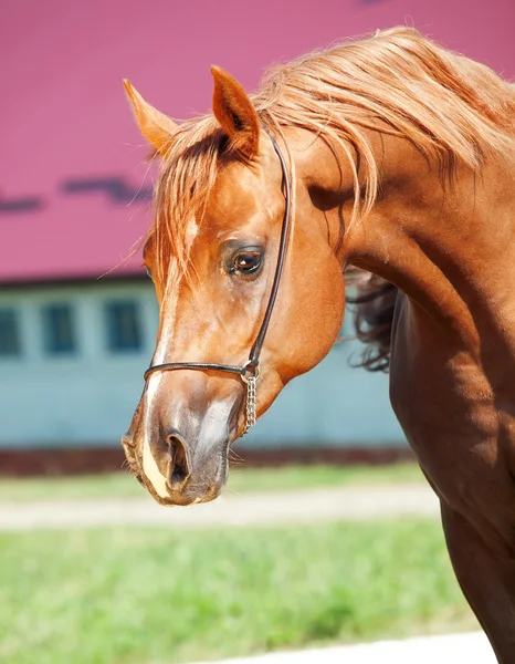 Портрет красивой рыжеволосой лошади — стоковое фото
