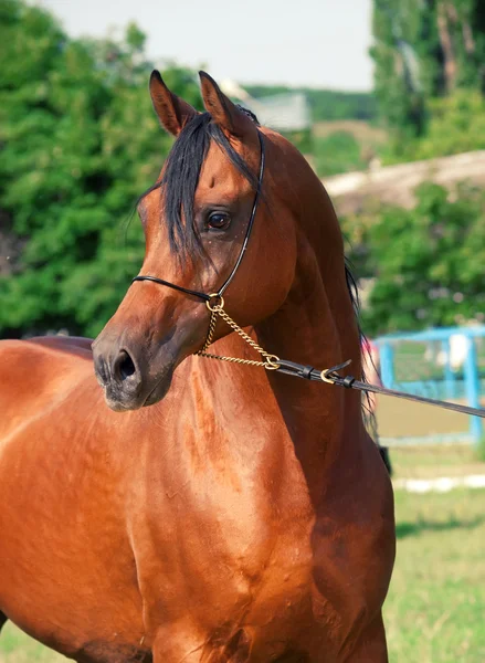 Portrait of bay arabian stallion — Stock Photo, Image