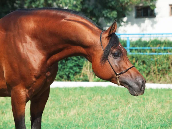 Porträt des schönen arabischen Hengstes — Stockfoto