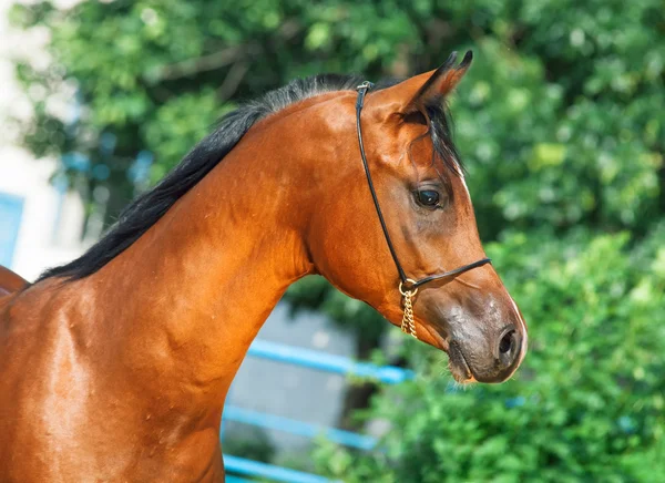 Portrait of beautiful bay yuong arabian stallion — Stock Photo, Image
