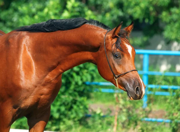 Ritratto di bella baia giovane stallone arabo — Foto Stock