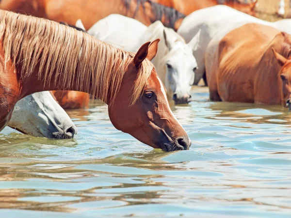 Drinking arabian horse in the lake. sunny day — Stock Photo, Image