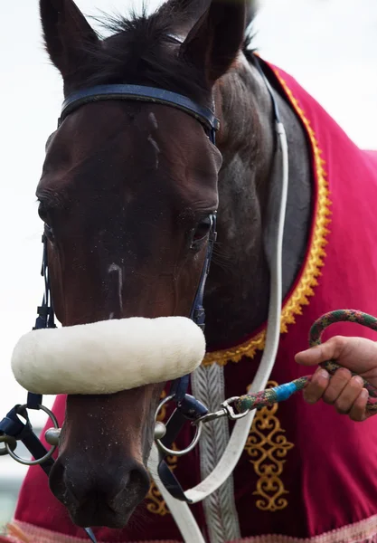 Ritratto del cavallo da corsa — Foto Stock