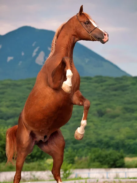 Un cavallo arabo che alleva. vicino — Foto Stock