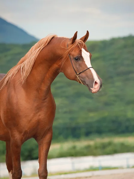 Porträt des schönen Sauerampfers. — Stockfoto