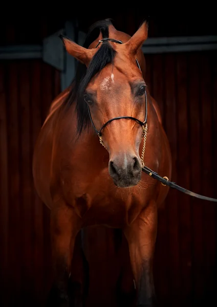 Retrato de maravilhoso cavalo árabe baía . — Fotografia de Stock
