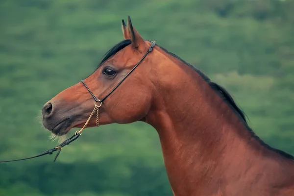 Portrait of wonderful bay arabian stallion — Stock Photo, Image