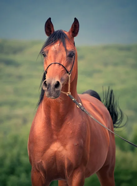 Vackra bay arabisk hingst i molnig dag — Stockfoto