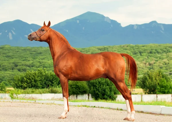 外部的阿拉伯板栗种马在山艾菲尔铁塔的背景 — 图库照片