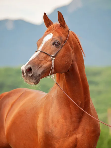 Porträtt av vackra ängssyra arabian stallion — Stockfoto