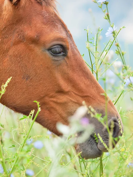 Portrait close up of colt in the pasture — Stock Photo, Image