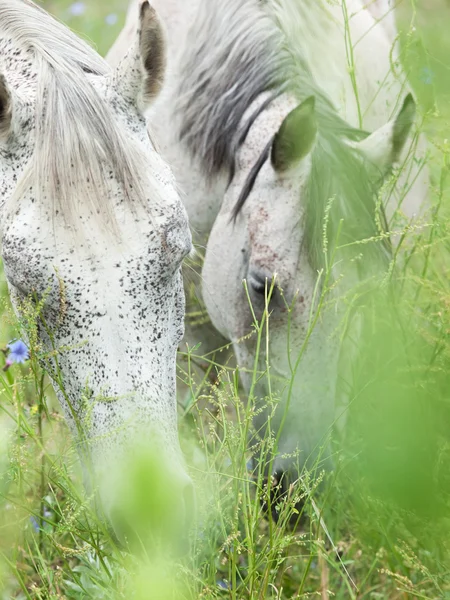 Pastoreo pura mota - yeguas árabes grises en el pasto —  Fotos de Stock