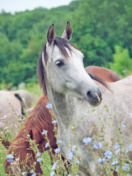 Portrait of wonderful young arabian mare at the pasture — Stock Photo, Image