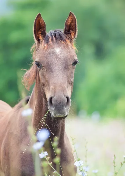 Porträt eines arabischen Fohlens auf der Weide — Stockfoto