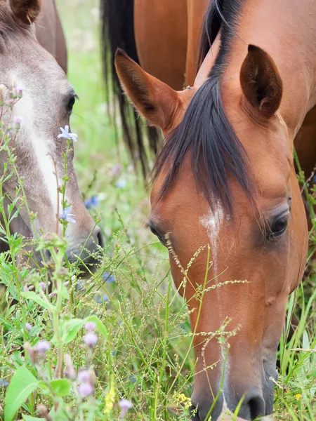 彼女の馬の放牧のダム。クローズ アップ — ストック写真