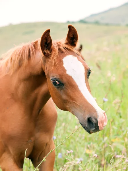 Portrait of sorrel arabian foal in the meadow — Stock Photo, Image