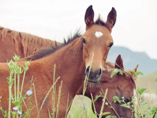 アラビア馬の牧草地でお母さんと — ストック写真