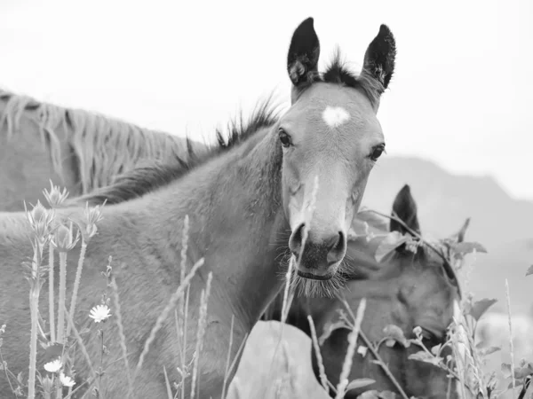 Arabian foal with mom in the meadow — Stock Photo, Image