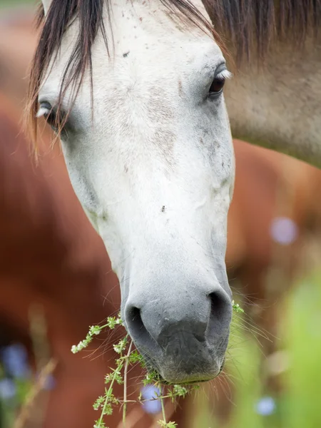 Portrait of breed gray arabian mare at the pasture. close up — Stock Photo, Image