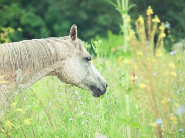 safkan benek - gri Arap mare adlı mera portresi.