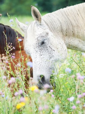 yukarı pasture.close, safkan Arap mares otlatma