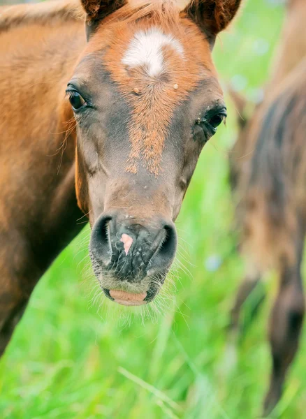 Portriat de potro árabe en el campo. de cerca — Foto de Stock