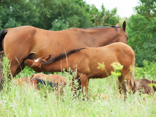 Foal eating mom at the pasture. close up — Stock Photo, Image