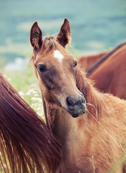 Portrait of arabian foal in the pasture with herd — Stock Photo, Image