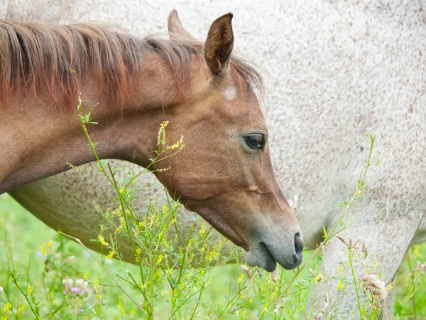 Portrét hříbě Arab v louce — Stock fotografie