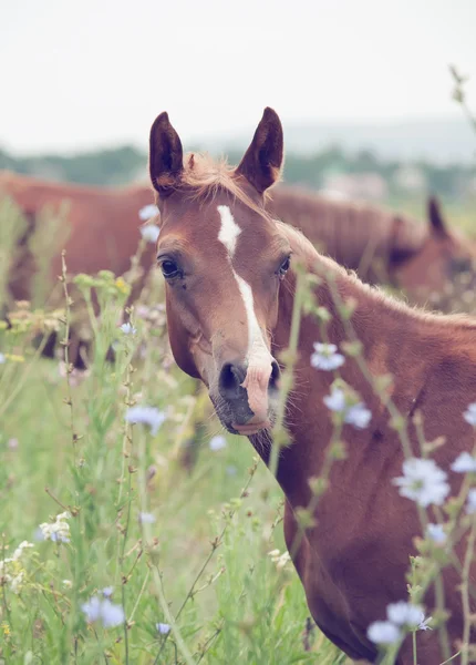 Plemeno arabské hříbě na louce. — Stock fotografie