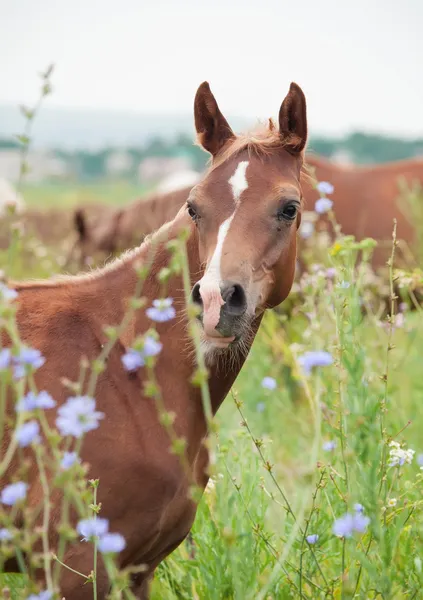 Race poulain arabique dans la prairie . — Photo