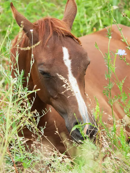 Sleeping foal in the meadow — Zdjęcie stockowe