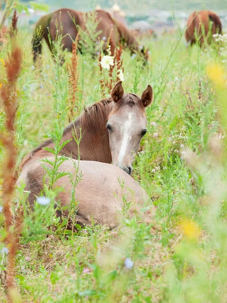 アラビアの馬、草原に横たわっています。 — ストック写真